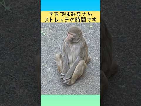 それではみなさんストレッチの時間です　東武動物公園 動物園 zoo 動物 animals 癒し かわいい アカゲザル…