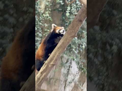 shorts 栄栄(ロンロン)さん　レッサーパンダ　那須どうぶつ王国にて　2026年3月29日 サムネイル