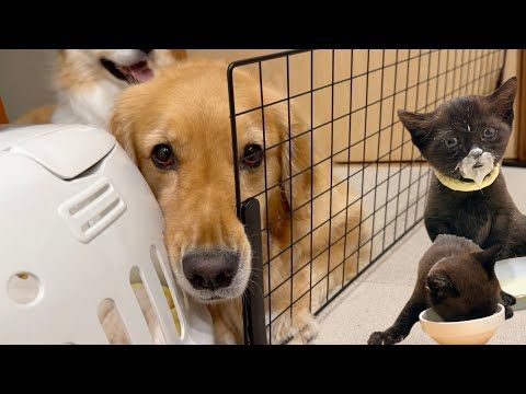 保護した子猫に夢中で挟まっちゃった大型犬...【ゴールデンレトリバー・ボーダーコリー】