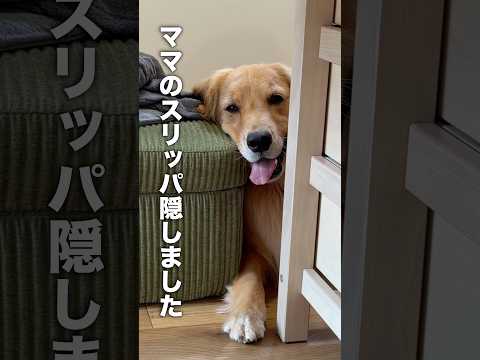 スリッパの隠し場所を忘れてしまった犬...【ゴールデンレトリバー・ボーダーコリー】shorts サムネイル