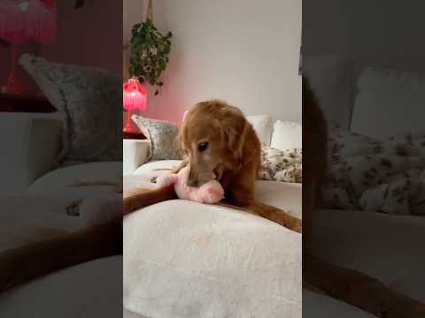 golden retriever puppies for sale🥵india retreiver dog puppy… サムネイル