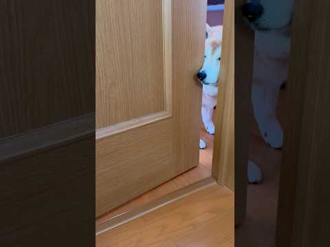 柴犬福 兄の部屋に登場する柴犬🤣Coming Shiba🤣shorts funny 柴犬 shibainu funny… サムネイル
