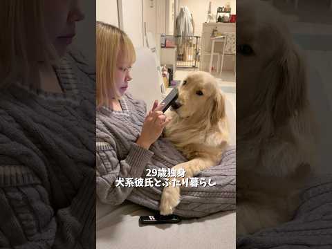 こんなに分かりやすく拗ねる犬も珍しいのでは⋯？ゴールデンレトリバー 犬と2人暮らし goldenretriever