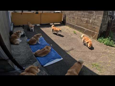 2026年6月27日(土) 娘のオフロ執行を遠目で見ながら「次は自分か・・」とウロウロするモモさん