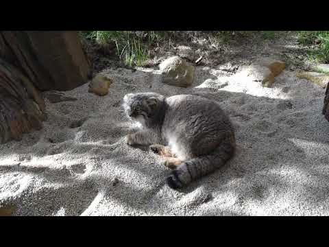 過去出し❣️ポリーちゃん🌈が～！久～～しぶりに、目の前のお砂場でゴロンゴロンしてくれた～！！マヌルネコ　那須どうぶつ王… サムネイル