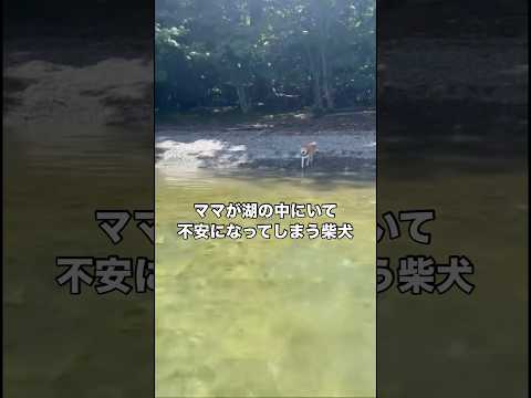 離れると不安になってしまうマザコン柴犬 柴犬 柴犬のいる暮らし 日本犬 shorts サムネイル