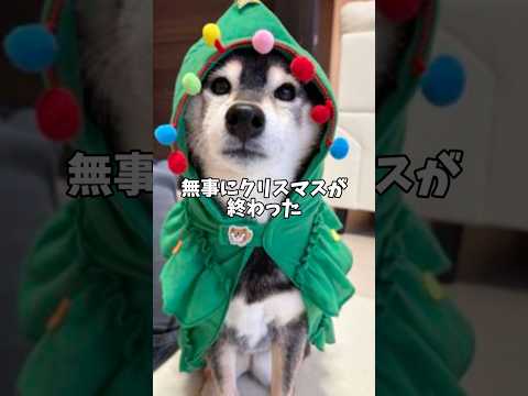 柴犬多頭飼い家族👧サンタさんに用意したのは？ サムネイル