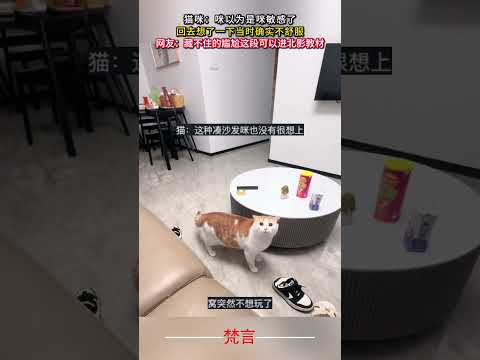 貓咪：咪以為是咪敏感了 回去想了一下當時確實不舒服 貓 意外 有趣 搞笑 萌寵 cat cute amazing fu… サムネイル