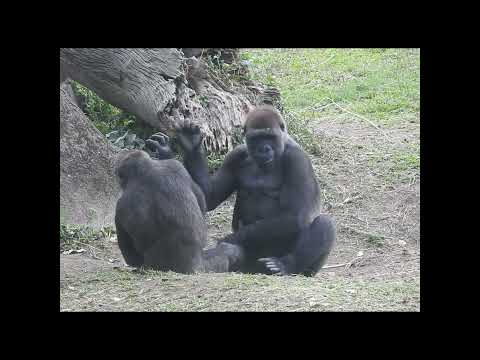 gorilla Tayari 15y old mom & son Jabali 5y3m old shorts. J飛… サムネイル