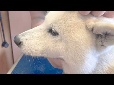 病院にて、病気に負けず元気な姿を見せ、先生に褒められた柴犬。もうすぐ17歳になります。