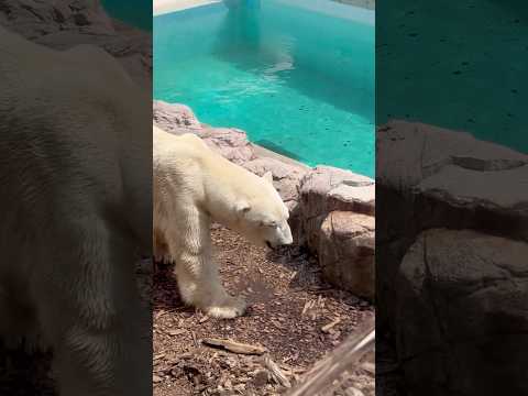 shorts 豪太父ちゃん　ホッキョクグマ　男鹿水族館GAO 2026年4月30日 サムネイル