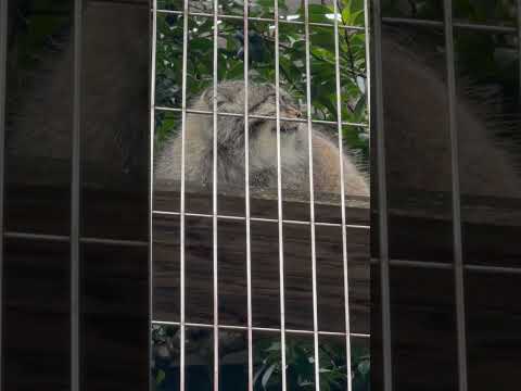 shorts エルくんを見上げる☺️  マヌルネコ　東山動植物園にて　2026年3月13日