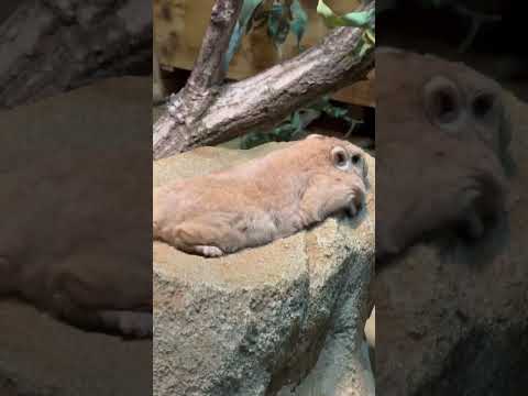 shorts グンディさん こんなにぺったんこ🤭　埼玉県こども動物自然公園にて　2026年5月31日 サムネイル