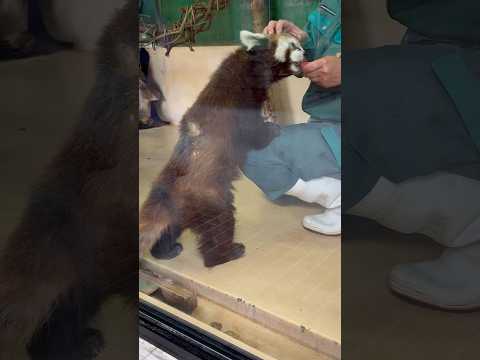 shorts ケンシンくん オヤツ時間はハズバンダリートレーニング時間　レッサーパンダ　大森山動物園にて　2026年5… サムネイル