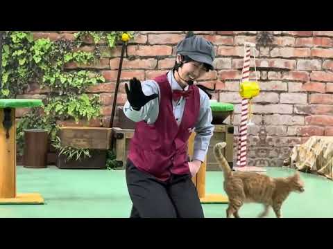 なかなか見れない猫によるショー ザ・キャッツ　那須どうぶつ王国にて　2025年1月12日