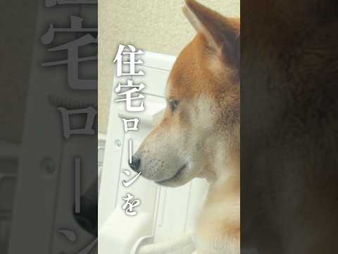 嫌なモノマネをする柴犬こむぎ サムネイル