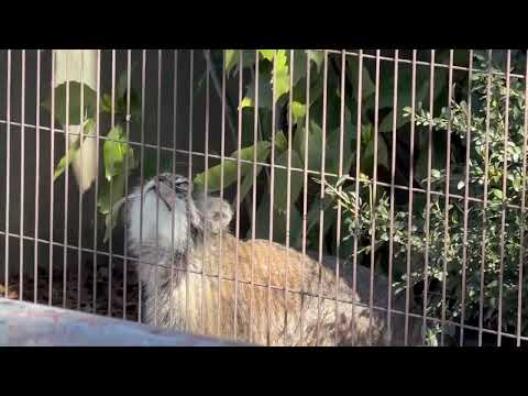 暖かいから⁈今朝はよく動きます〜😊　エルくんとミーニャちゃんの息子たち　マヌルネコ　東山動植物園にて　2026年3月1… サムネイル
