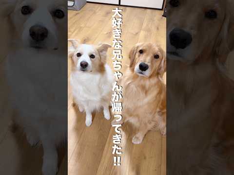 好き過ぎて帰ってきた瞬間、大号泣しちゃう犬...【ボーダーコリー・ゴールデンレトリバー】shorts サムネイル