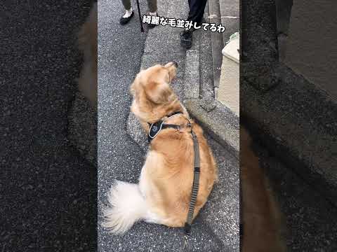 おばあちゃんの話し相手になる大型犬 ゴールデンレトリバー 大型犬のいる生活 goldenretriever 大型犬と子供 サムネイル