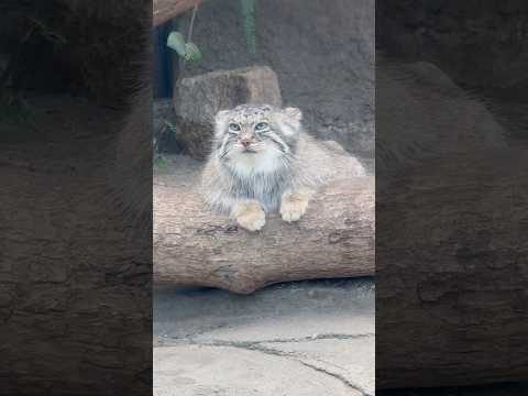 shorts ご機嫌麗しゅう〜アズちゃん　マヌルネコ　神戸どうぶつ王国　2025年12月29日 サムネイル