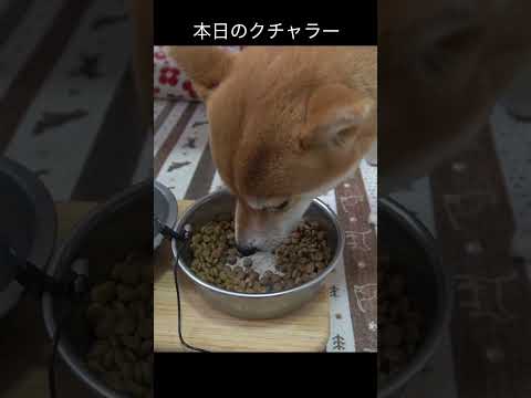本日のクチャラー 癒し 柴犬 かわいい サムネイル
