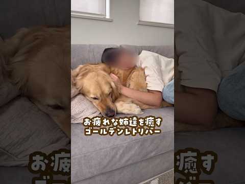 お疲れな家族を癒す大型犬 ゴールデンレトリバー 大型犬のいる生活 goldenretreiver 大型犬と子供 サムネイル