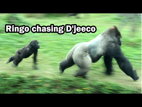Gorilla Ringo chasing D'jeeco, D'jeeco play with Ringo金剛猩猩R… サムネイル