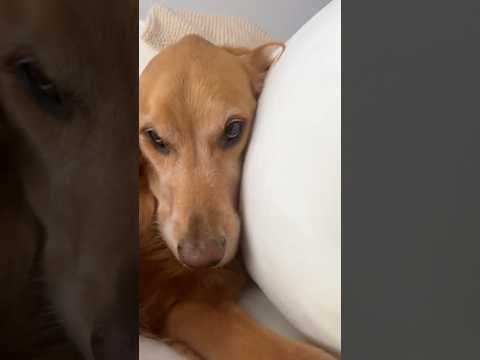 coming home to my golden retriever😍retreiver dog puppy gold… サムネイル
