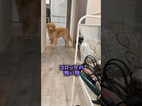 世界で1番強い(はずの)僕に怖いものができました大型犬 ゴールデンレトリバー サムネイル