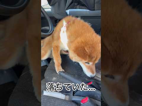 ’26.5.30 力丸の車…のはず… 柴犬 shibainu 柴犬のいる暮らし 柴犬の日常 車中泊犬 ミスト 力丸 サムネイル