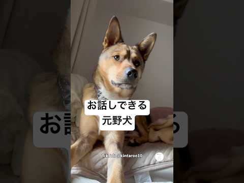 お話しできる元野犬、飼い主と会話する様子がすごい‼️ 元野犬　保護犬　犬　犬のいる暮らし かわいい犬 サムネイル