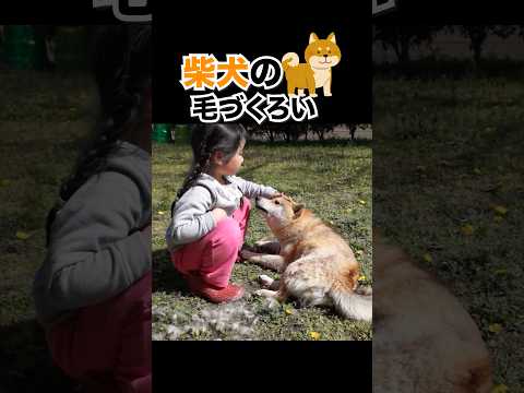柴犬の毛づくろいCute Shibainu しばいぬ しばわんこ 柴犬 shibainu
