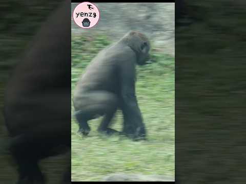 spinning gorilla Jabali gorillatag taipeizoo 金剛猩猩 台北市立動物園 s… サムネイル