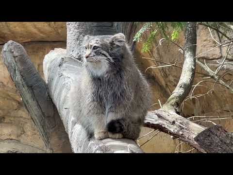 アブちゃん本日の勤務時間終了〜😊　マヌルネコ　那須どうぶつ王国にて　2026年4月24日 サムネイル