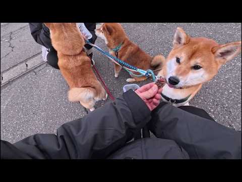 2026年3月19日(木) モモさんたちにオスワリ指導してもらってる傍らで、空気読みを伝授するモモ家の散歩係 サムネイル
