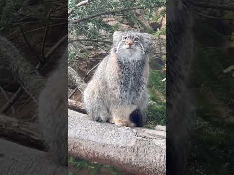 shorts 復帰後 走り回ってましたが、やっと落ち着いたアブリコースちゃん　マヌルネコ　那須どうぶつ王国にて　202… サムネイル