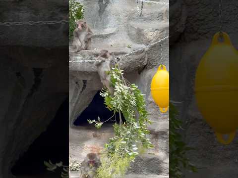 shorts ヨジヨジ😊　ニホンザル　浜松市動物園にて　2026年4月5日