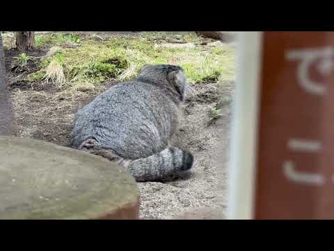 アブちゃんのゴロん！ゴロん！！　マヌルネコ　那須どうぶつ王国にて　2026年3月29日