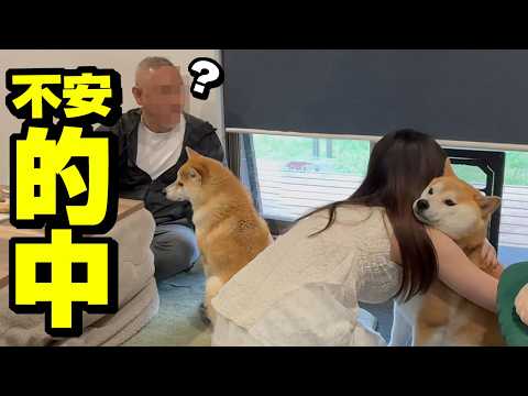娘の旅行中に心配していた事が現実に…柴犬姉妹と再会へ サムネイル