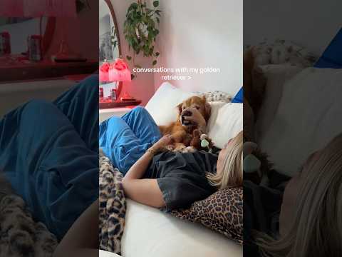 conversations with my golden retriever🥺goldenretreivers dog… サムネイル