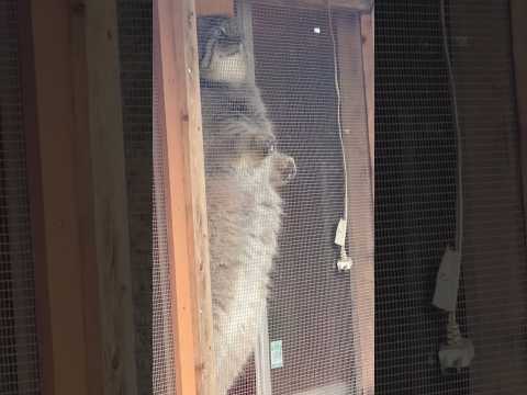 shorts 長いロータスくん　マヌルネコ　埼玉県こども動物自然公園　2026年3月6日 サムネイル