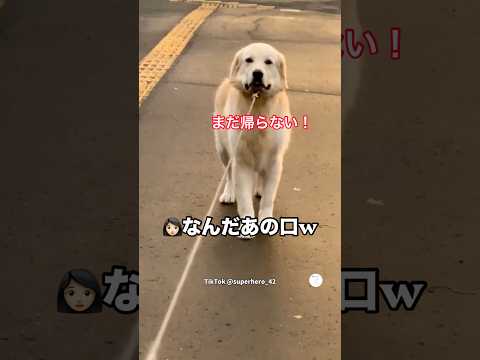 散歩から帰りたくないゴールデン、全力で拒否する姿が面白い😂　　ゴールデンレトリバー 大型犬　犬　犬のいる暮らし 面白い