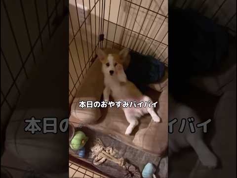 コーギーと毎晩おやすみバイバイするのが日課です コーギー 子犬 おやすみバイバイ 愛犬 サムネイル
