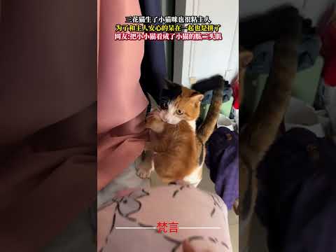 三花貓生了小貓咪也很黏主人 為了跟主人安心的待在一起也是拼了 貓 可愛 萌寵 有趣 cat cute amazing…