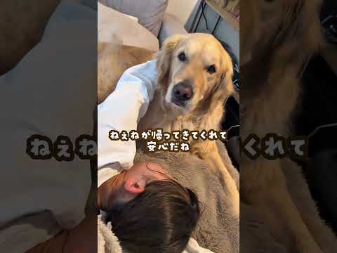 帰宅後の姉を癒す大型犬 ゴールデンレトリバー 大型犬のいる生活 大型犬と子供 サムネイル