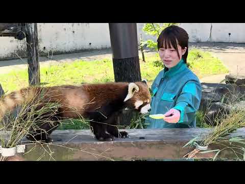ひなたくんと円実ちゃん　おやつタイム　午前の部　レッサーパンダ　大森山動物園　2026年4月29日 サムネイル