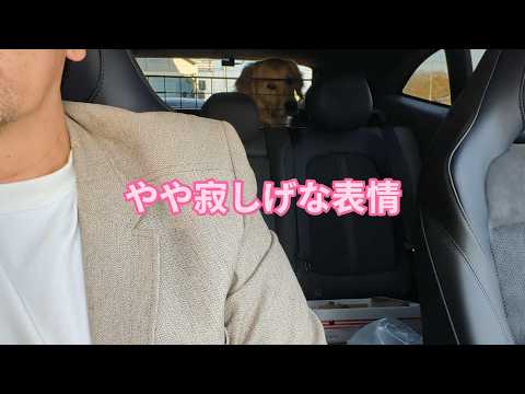 やはり寂しいのか・・・ゴールデンレトリバーティト