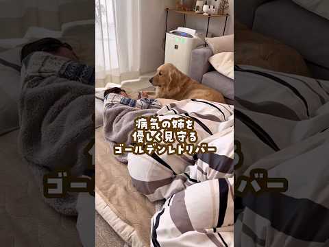 病気の姉を優しく見守るゴールデンレトリバー ゴールデンレトリバー 大型犬のいる生活 goldenretriever サムネイル