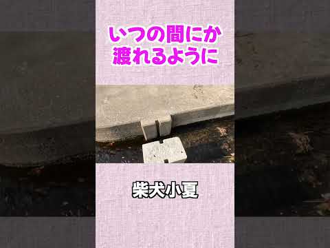 色々できることが増えてくる 柴犬 shibainu 癒し サムネイル