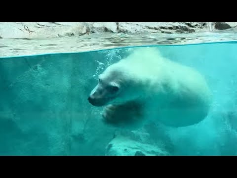 泳いで遊んで楽しくなっちゃったモモ太くん❣　ホッキョクグマ　男鹿水族館GAO　2026年5月22日　IMG 4775 サムネイル